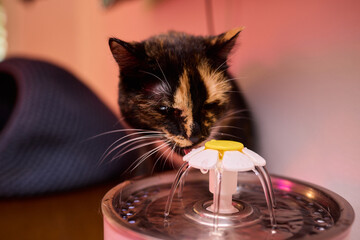 A Playful Ginger Cat at a Water Fountain Captivates with Its Adorable and Curious Nature
