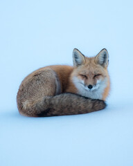 Red Fox in the Snow, Rocky Mountains, Colorado