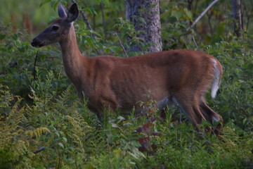 La Plaine 5 Août 2025