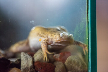 Frog in the aquarium, zoo