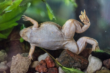 Frog in the aquarium, zoo