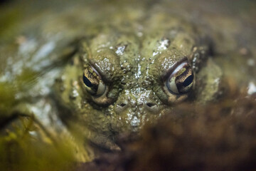 Frog in the aquarium, zoo