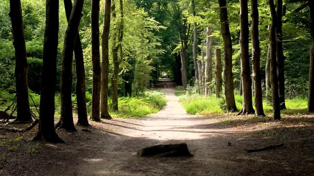 Forest path in Ede, Province Gelderland, with an old boulder known in local dutch folklore as De Bloedsteen
