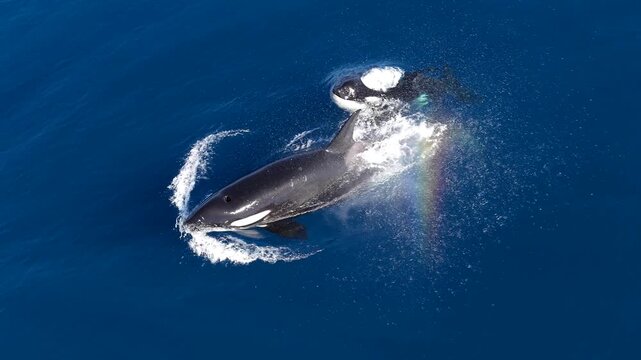 Aerial view of two orcas swimming in the deep blue sea, with one orca smaller than the other, La Ventana, Baja California Sur, Mexico.