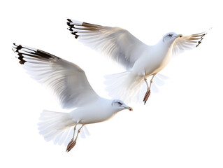 Two Elegant Seagulls in Flight, Isolated on Black Background,animal,white