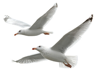 Obraz premium Two Elegant Seagulls in Flight, Isolated on Black Background