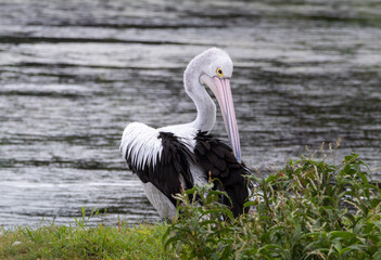 An Australian Pelican preening its feathers