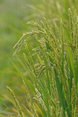 実をつけ始めた収穫間近の稲穂