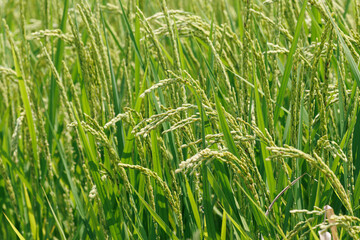 実をつけ始めた収穫間近の稲穂