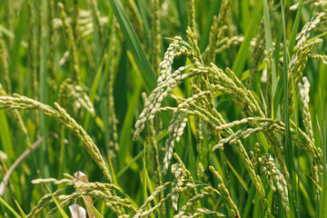 実をつけ始めた収穫間近の稲穂