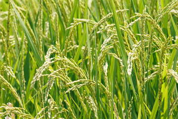 実をつけ始めた収穫間近の稲穂