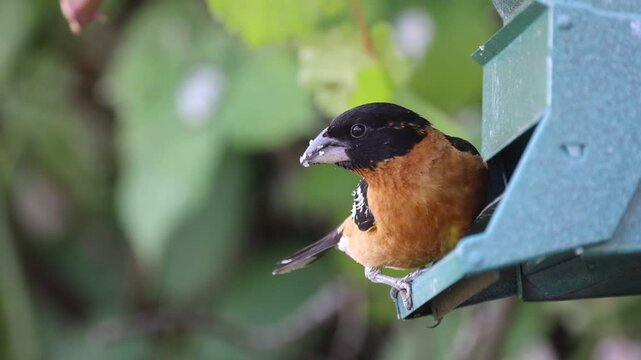 Gorsebeak Feeding on Sunflower Seeds. 