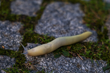 Close-Up of a Pale Slug Crawling Over Mossy Pavement Stones