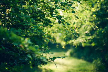 Green leaves in young forest in morning sunshine. High quality photo