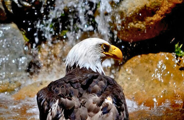 Fototapeta premium Bald Eagle by a Waterfall