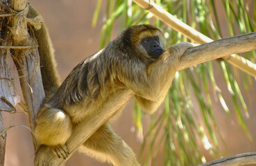 Obraz premium Juvenile Monkey Climbs Tree Branch