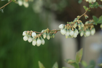 beautiful blooming garden blueberry in spring