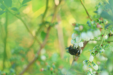 insects pollinate blueberries in  spring