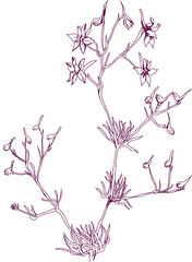 aromatic plant, aromatic, grass , weed , spice herb in vector, line art plant forking larkspur