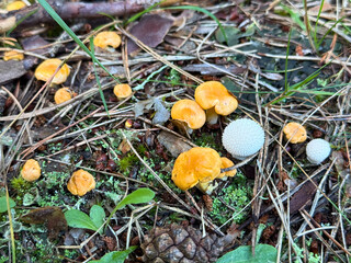 A group of small chanterelle mushrooms and white puffballs on the forest floor. Wild edible fungi in pine woodland environment. Autumn season.