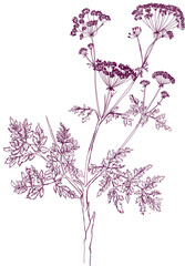 aromatic plant, aromatic, grass , weed , spice herb in vector, line art plant hemlock