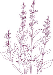aromatic plant, aromatic, grass , weed , spice herb in vector, line art plant garden sage