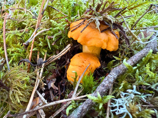 Close-up of fresh chanterelle mushrooms growing in green moss in the forest. Wild edible fungi in natural habitat. Autumn foraging season.
