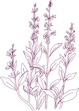 purple sage plant line art clip art preview