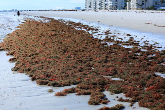 Huge masses of sargassum washes ashore on Fort Myers Beach, Florida, USA.
