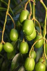 Myrrh is a medicinal plant of the species Commiphora myrrha, also known as Arabic myrrh. image