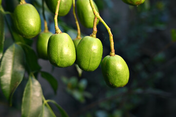 Myrrh is a medicinal plant of the species Commiphora myrrha, also known as Arabic myrrh. image