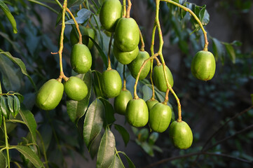 Myrrh is a medicinal plant of the species Commiphora myrrha, also known as Arabic myrrh. image