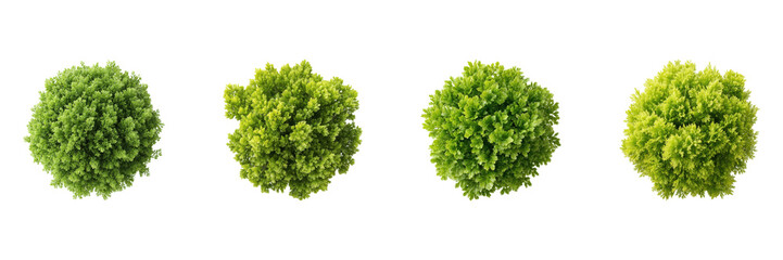 Fototapeta premium Top View Of Lush Green Bushes Set. Nature And Landscaping Design Collection Isolated On Transparent Background