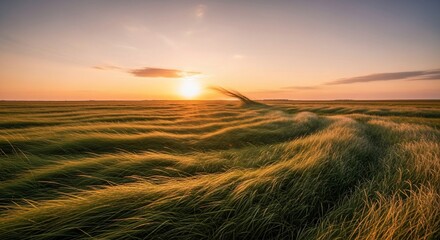 Golden sunset illuminates windswept tall grass field with dramatic sky