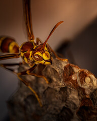 A detailed macro photograph of a paper wasp (Polistinae) guarding its nest with visible eggs. The image captures the intricate textures of the wasp’s body and the papery structure of the nest