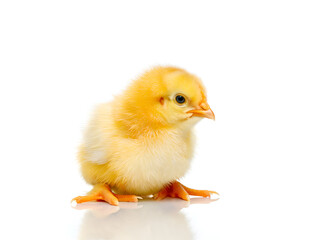 Obraz premium yellow baby chicken isolated on white background chick