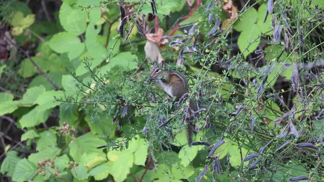 Chipmunk feeding on Scotch Broom Seeds In A Bush