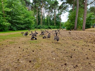 Geese&rsquo;s near lake in a park. Geese grazing on grass.  Geese formation. Geese family on pond's beach.