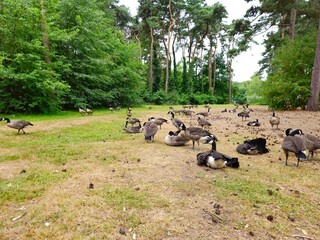 Geese’s near lake in a park. Geese grazing on grass.  Geese formation. Geese family on pond's beach.