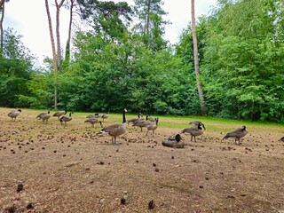 Geese’s near lake in a park. Geese grazing on grass.  Geese formation. Geese family on pond's beach.
