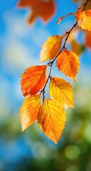 Obraz premium Close-up of autumn leaves against a vibrant sky