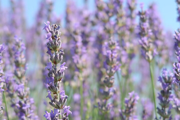 Macro view of blooming lavender flowers with soft focus background