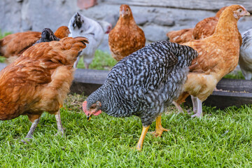 Hens on a free range farm, Mazowsze region of Poland