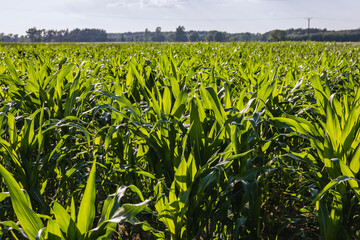 Corn field in Wegrow County, Mazowsze region, Poland