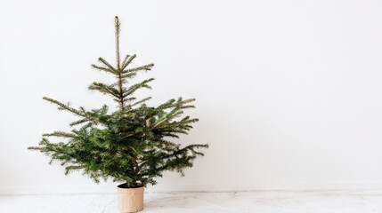 Evergreen tree in a simple pot stands against a clean white wall, showcasing its lush green branches and natural beauty, perfect for holiday decor or seasonal themes