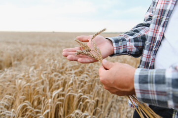 Farmer examining wheat crop in field at sunset