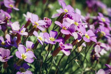 Aubrieta deltoidea flowering plant in the mustard family commonly known as lilacbush, purple rock cress or rainbow rock cress