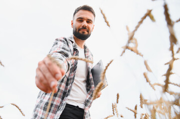Farmer examining wheat crop in field with laptop