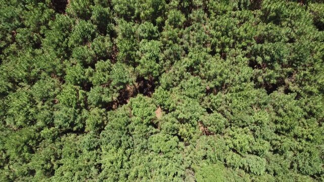 Aerial view moving forward at medium speed above a pine forest in Gironde