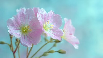 Fototapeta premium Delicate pink flowers in soft focus